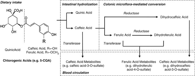 Antihypertensive Effects And Mechanisms Of Chlorogenic Acids Hypertension Research