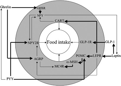 Snp analyses of postprandial responses in (an)orexigenic hormones and feelings of hunger reveal long-term physiological adaptations to facilitate homeostasis