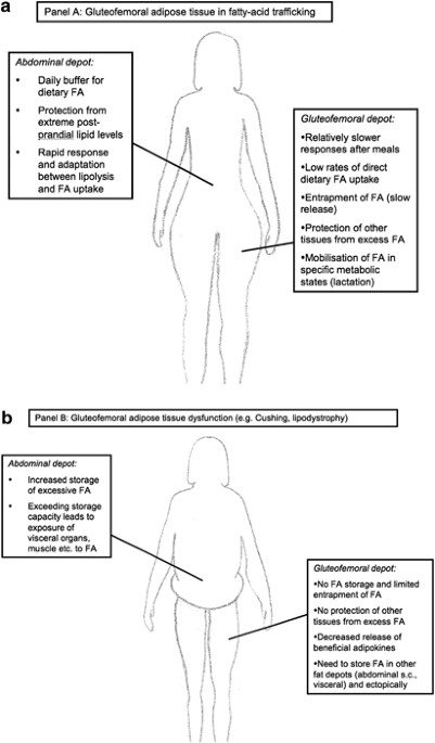 Gluteofemoral Body Fat As A Determinant Of Metabolic Health International Journal Of Obesity