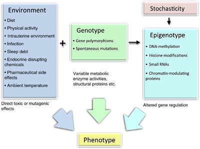 Epigenetic regulation in obesity