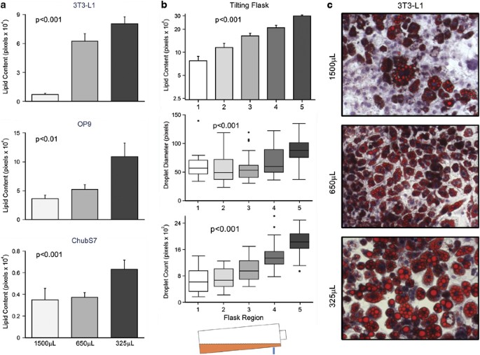 Adipocyte Differentiation Is Affected By Media Height Above The Cell Layer International Journal Of Obesity