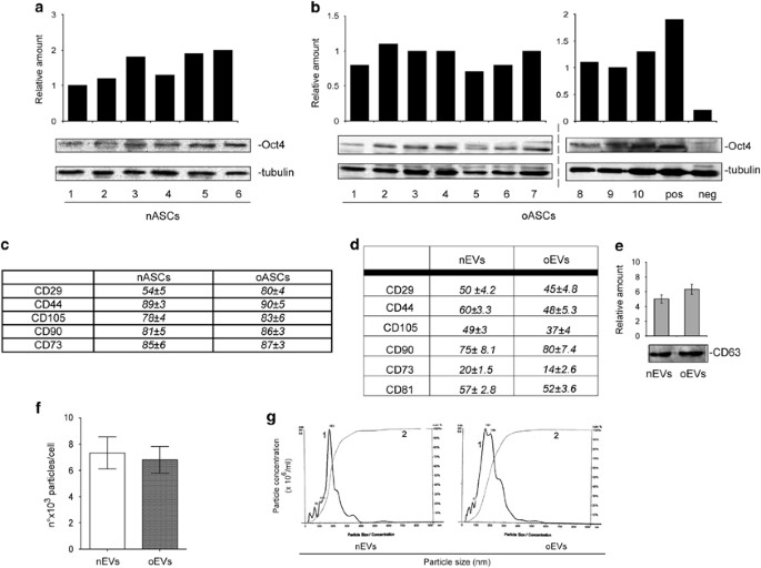 Obesity Reduces The Pro Angiogenic Potential Of Adipose Tissue Stem Cell Derived Extracellular Vesicles Evs By Impairing Mir 126 Content Impact On Clinical Applications International Journal Of Obesity Obesity Reduces The Pro Angiogenic Potential Of Adipose Tissue Stem Cell Derived Extracellular Vesicles Evs By Impairing Mir 126 Content Impact On Clinical Applications International Journal Of Obesity