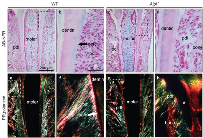 Methods for studying tooth root cementum by light microscopy |  International Journal of Oral Science