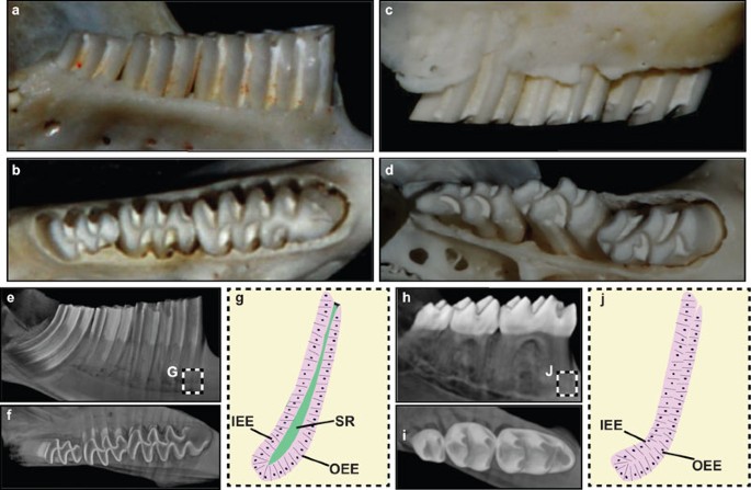 Spontaneous emergence of overgrown molar teeth in a colony of Prairie voles  (Microtus ochrogaster) | International Journal of Oral Science