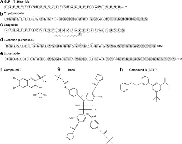 The class b g-protein-coupled glp-1 receptor: an important target for the treatment of type-2 diabetes mellitus