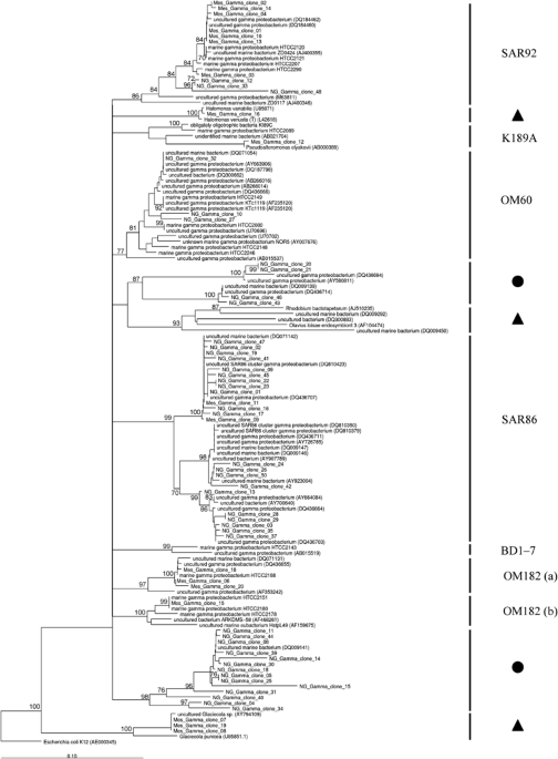 Improved group-specific PCR primers for denaturing gradient gel electrophoresis analysis of the genetic diversity of complex microbial communities