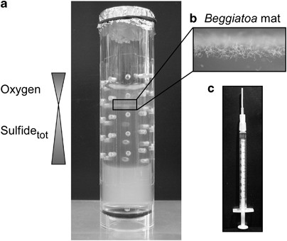 Sulfide induces phosphate release from polyphosphate in cultures of a marine beggiatoa strain