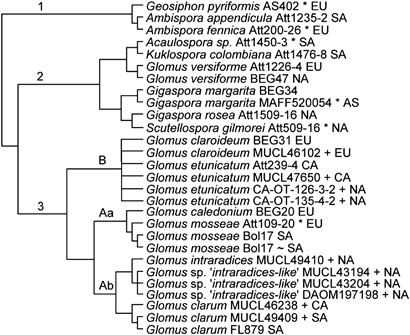 The obligate endobacteria of arbuscular mycorrhizal fungi are ancient heritable components related to the mollicutes