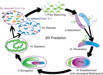 bacterii vii