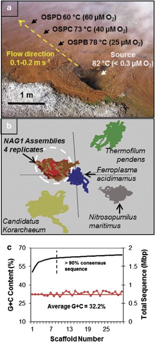 Geoarchaeota: a new candidate phylum in the Archaea from high-temperature acidic iron mats in Yellowstone National Park