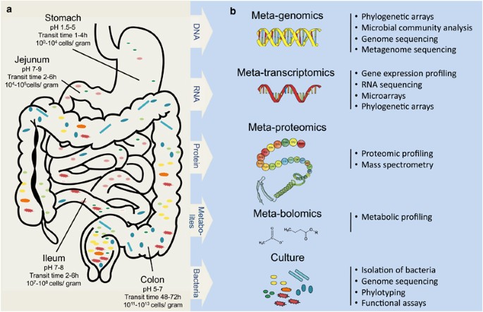 Microbes inside—from diversity to function: the case of Akkermansia | The  ISME Journal