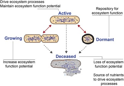 Evaluating rrna as an indicator of microbial activity in environmental communities: limitations and uses