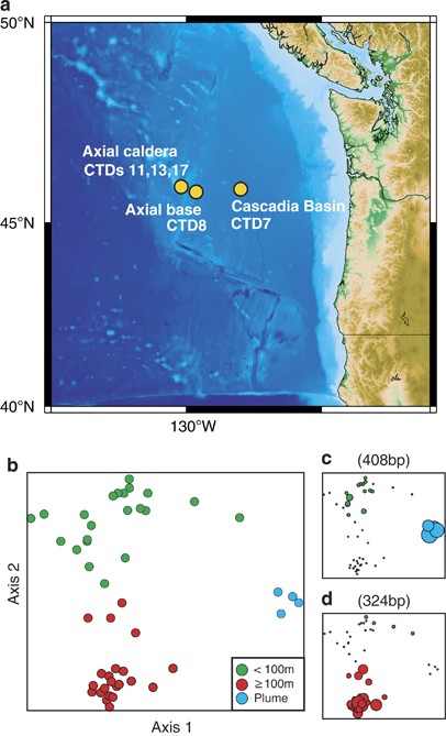 Sulfur oxidizers dominate carbon fixation at a biogeochemical hot spot in the dark ocean