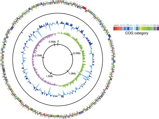 Allying with armored snails: the complete genome of gammaproteobacterial endosymbiont