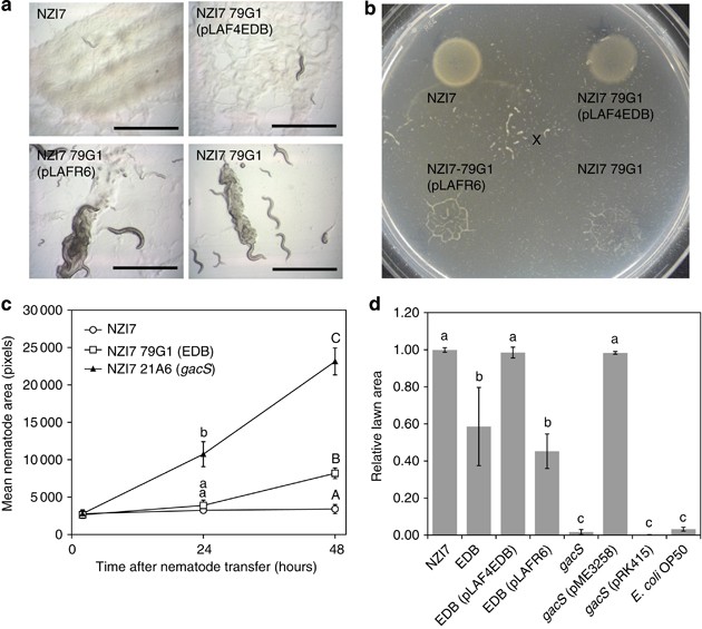 Lethality in the C. elegans infection model of P. aeruginosa ST17