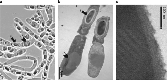Division of labour and terminal differentiation in a novel Bacillus  thuringiensis strain
