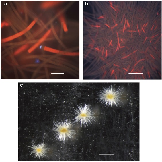 A novel cohabitation between two diazotrophic cyanobacteria in the oligotrophic ocean | The ISME Journal A novel cohabitation... 