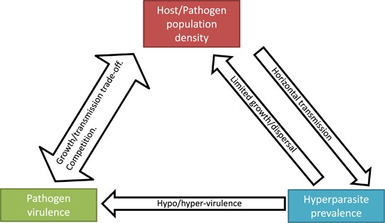 les hyperparasites