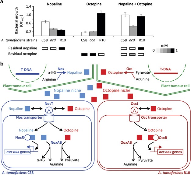 Fitness costs restrict niche expansion by generalist niche-constructing pathogens