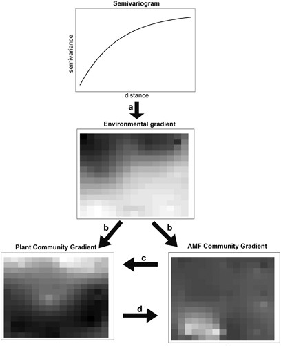 Linking the community structure of arbuscular mycorrhizal fungi and plants: a story of interdependence?