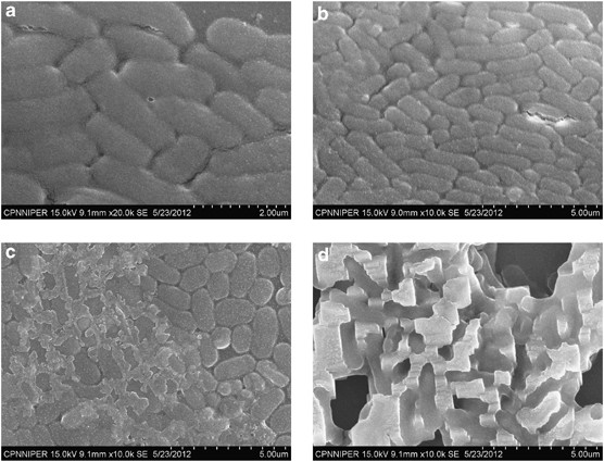 Role of edta and cse1034 in curli formation and biofilm eradication of klebsiella pneumoniae: a comparison with other drugs