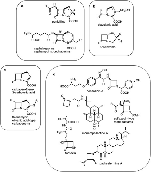 Review of Antibiotic and Non-Antibiotic Properties of Beta-lactam Molecules  | Bentham Science