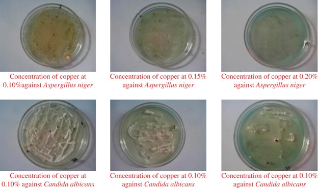 Antifungal effect of gatifloxacin and copper ions combination