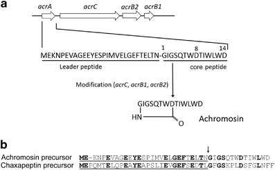 Isolation of a new antibacterial peptide achromosin from streptomyces achromogenes subsp. Achromogenes based on genome mining