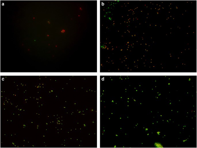 Comparing the action of ht61 and chlorhexidine on natural and model staphylococcus aureus membranes