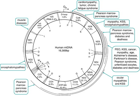 mitochondrial dna large scale deletions