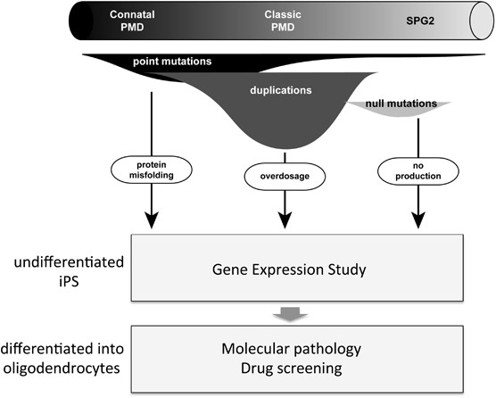 Patient-derived ips cells for unveiling the molecular pathology of pelizaeus-merzbacher disease: a commentary on ‘reduced plp1 expression in induced pluripotent stem cells derived from a pelizaeus–merzbacher disease patient with a partial plp1 duplication’