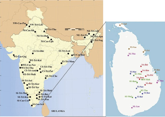 Sinhalese vs Tamil - Difference and Comparison