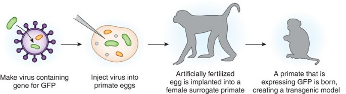 Methods for creating transgenic primates | Lab Animal