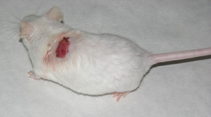 An ulcerating mass in the dorsum of a Swiss OF1 mouse | Lab Animal