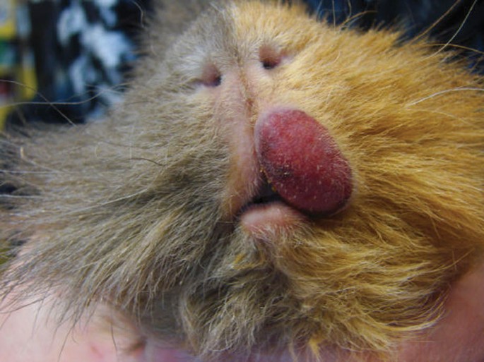 ivomec for guinea pigs