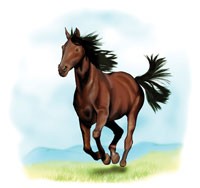 The Arabian Horse Scids To A Halt Lab Animal