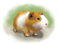 The All Purpose Guinea Pig Lab Animal