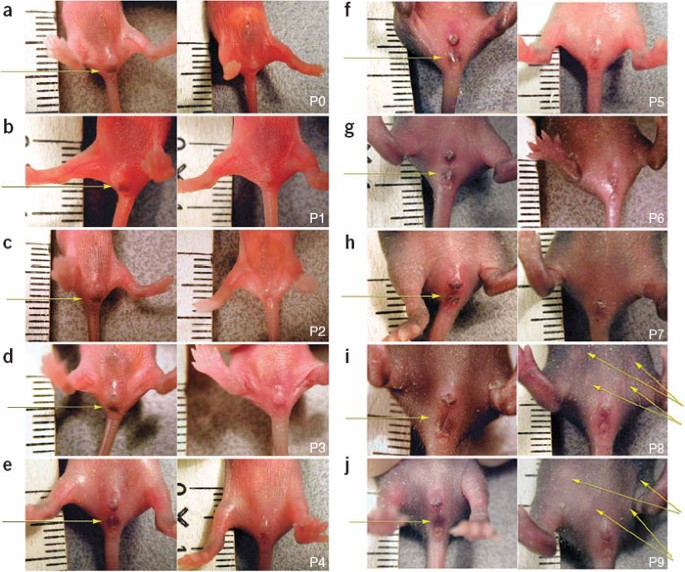 A method for gender determination in newborn dark pigmented mice | Lab  Animal