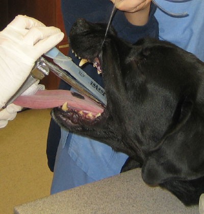 Endotracheal intubation in the dog | Lab Animal