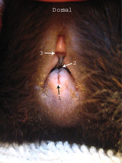 Urethral catheterization in the female guinea pig ( Cavia porcellus ) | Lab Animal Urethral catheterization in the female guinea pig ( Cavia porcellus ) | Lab Animal