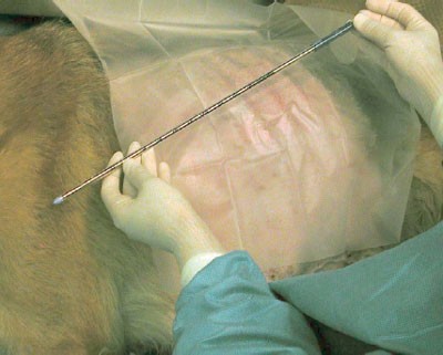 Thoracostomy tube placement in the dog | Lab Animal
