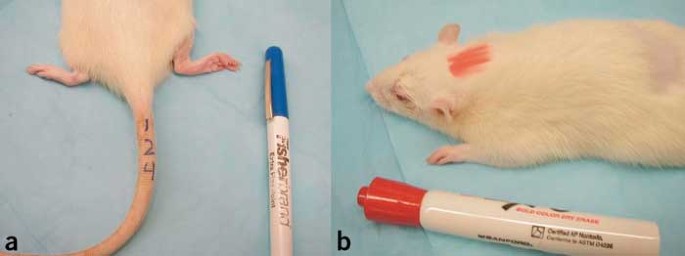 A primer on rodent identification methods | Lab Animal