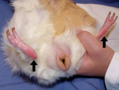 Treatment of pododermatitis in the guinea pig | Lab Animal