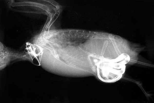 Diagnosis: abdominal mass with abdominal hernia