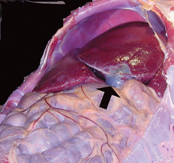 What's your diagnosis?: Debilitation and Cachexia in a Bonnet Macaque (Macaca radiata) | Lab Animal 