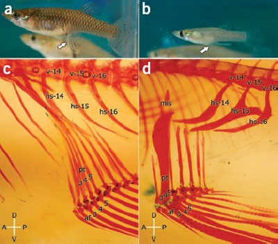 The western mosquitofish (gambusia affinis affinis): a new laboratory animal resource for the study of sexual dimorphism in neural circuits