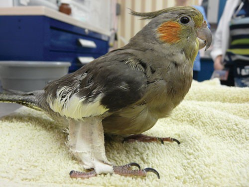 Parrot Leg Band/Medical Strap Pigeon/Parrot Tibia Fibula Fracture Orthosis  External Fixation/Bird Rings Legs Dove Parrots Foot Leg Protector :  : Pet Supplies