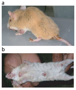 Skin nodules on multimammate mice (Mastomys coucha) | Lab Animal