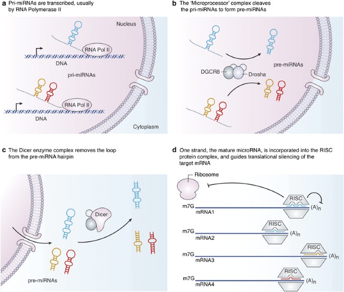 Everything you wanted to know about small RNA but were afraid to 
