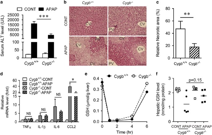 Involvement of hepatic stellate cell cytoglobin in acute hepatocyte damage  through the regulation of CYP2E1-mediated xenobiotic metabolism |  Laboratory Investigation